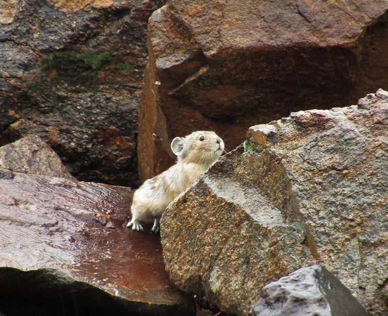 Studying The Effects of Climate Change on American Pika